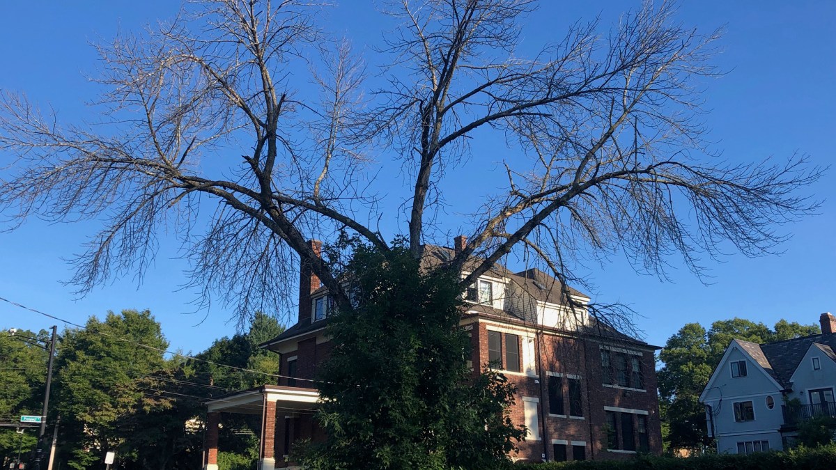 New Haven’s Ash Trees Devastated by Beetles – NBC Connecticut