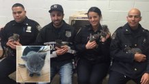 NYPD kittens 2 copy1