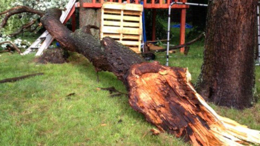 North Haven tree down Blakeslee Avenue North Haven 1200