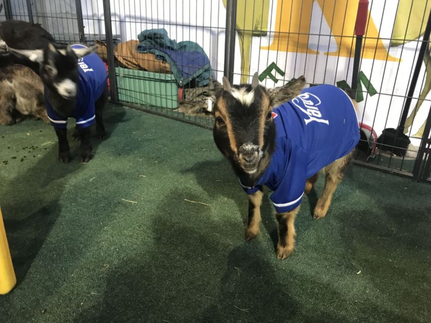 Hartford Yard Goats Tickets Go on Sale – NBC Connecticut