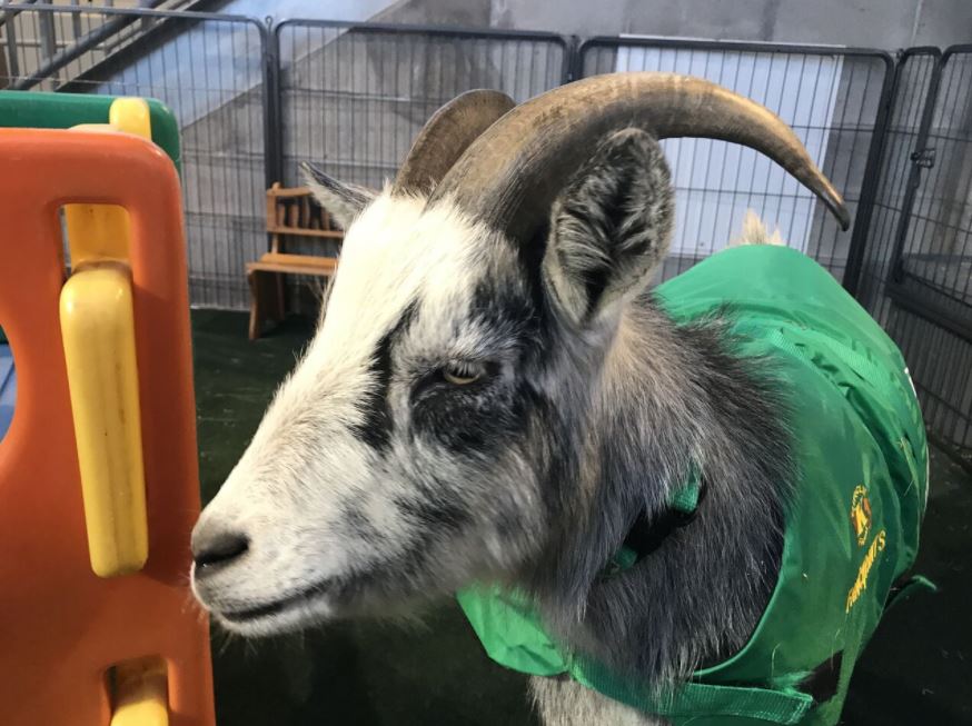 This is something he's always wanted to do': Hartford Yard Goats hold mascot  auditions ahead of offseason appearances