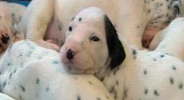 PHI dalmation puppy horizontal