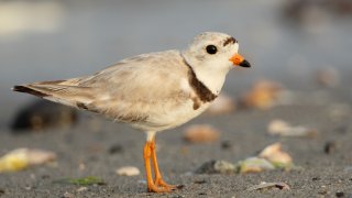 PIPING PLOVER