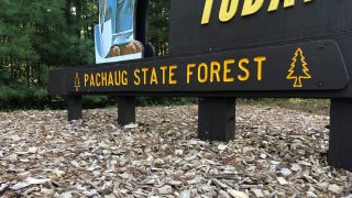 Pachaug State Forest
