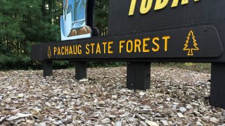 Pachaug State Forest