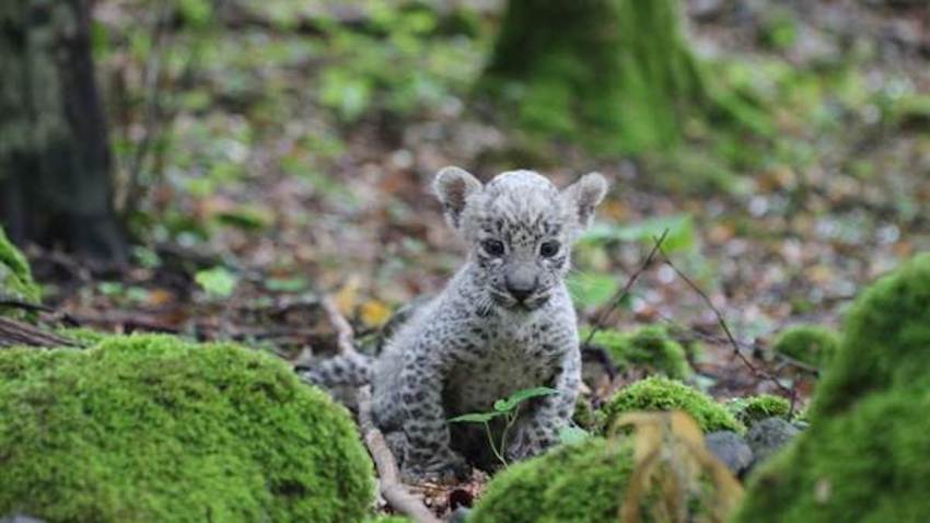 Persian Leopard