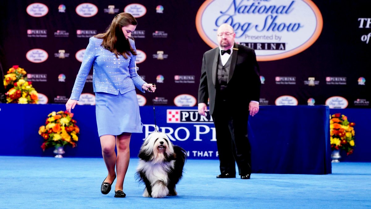 2021 National Dog Show: History, Time, New Breeds, How to Watch and More – NBC Connecticut - Vimarsana News