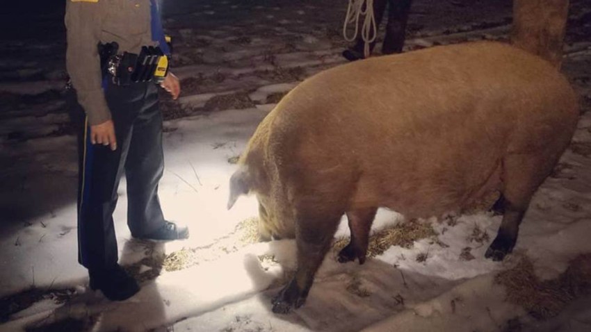 State Police, Residents Rescue Pig in Colebrook – NBC Connecticut