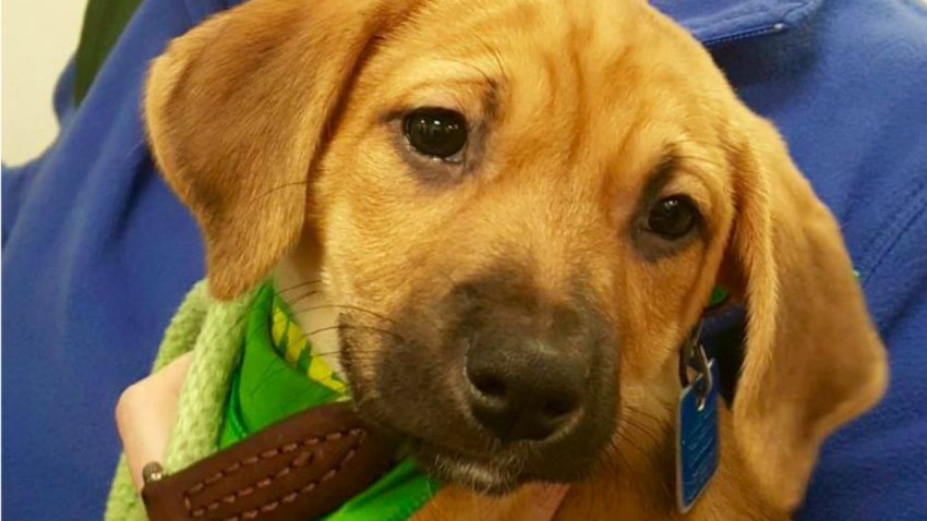 Puppy Bowl Tour 1 1200