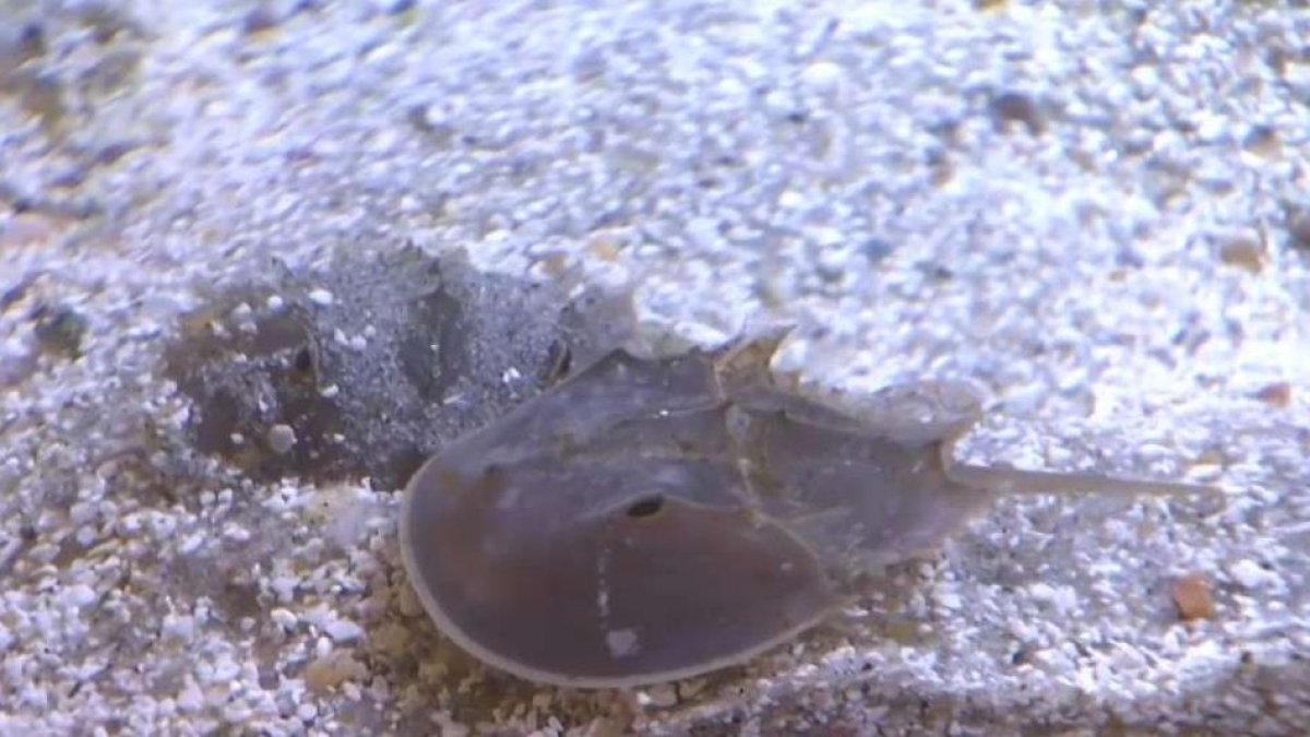 Push to Stop Horseshoe Crab Harvesting NBC Connecticut