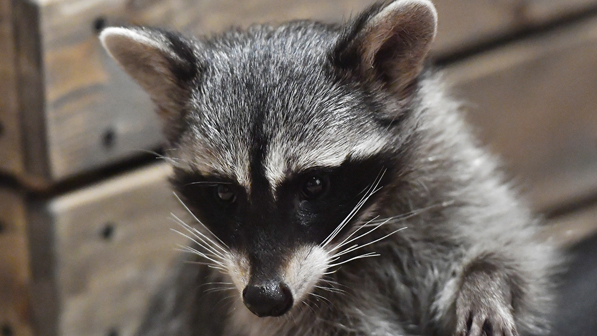 Racoon in Enfield Tests Positive for Rabies NBC Connecticut