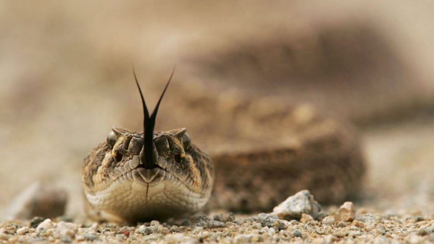 RattlesnakeFile