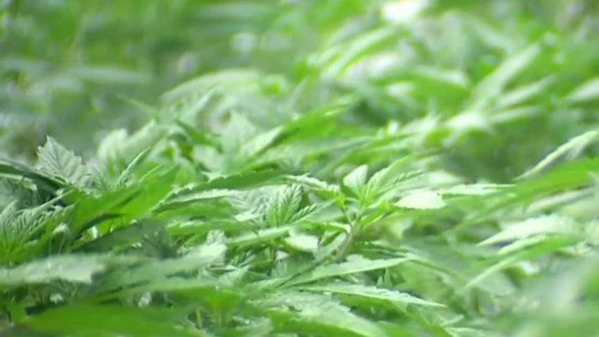 SD_Explained__Legal_Recreational_Marijuana.jpg