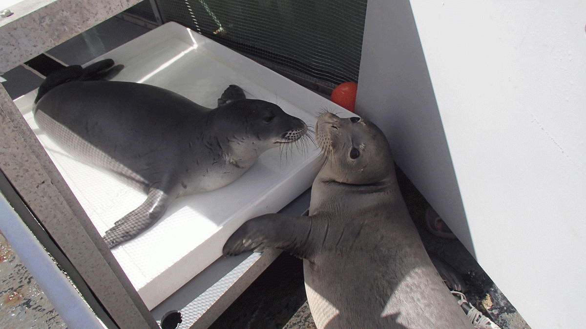 Endangered Seals Start Journey Home After Rehab – NBC Connecticut