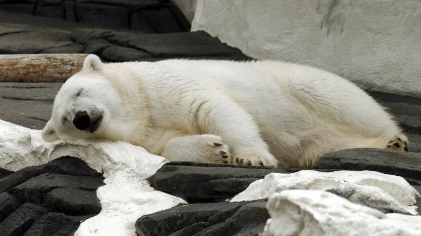 SWPolarBear