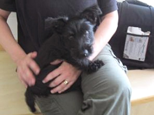 Sherlock-Puppy