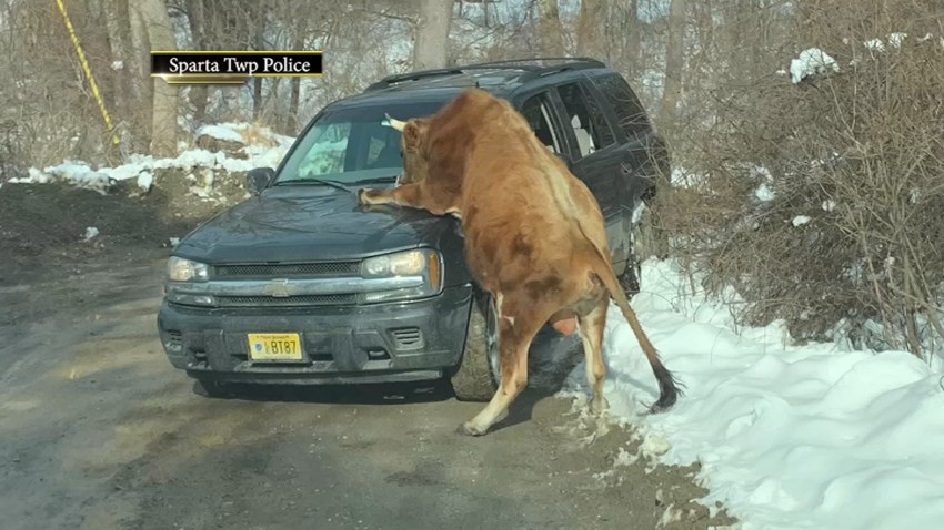 Sparta_Bull_Attack