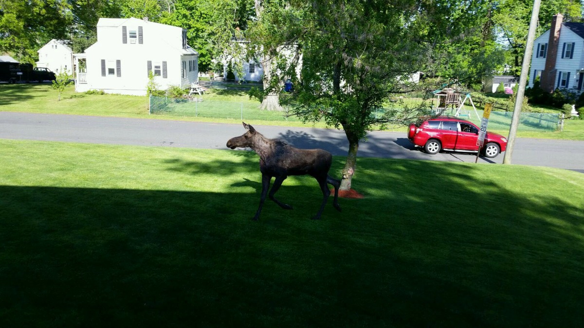 VIDEO: Bear pair plays in Avon woman's front yard