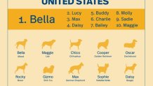 Study: What Are the Most Popular Dog Names in the United States? - Barkbus  Ruff Draft