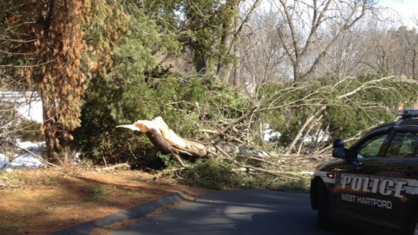 Tree down from Amy 1200