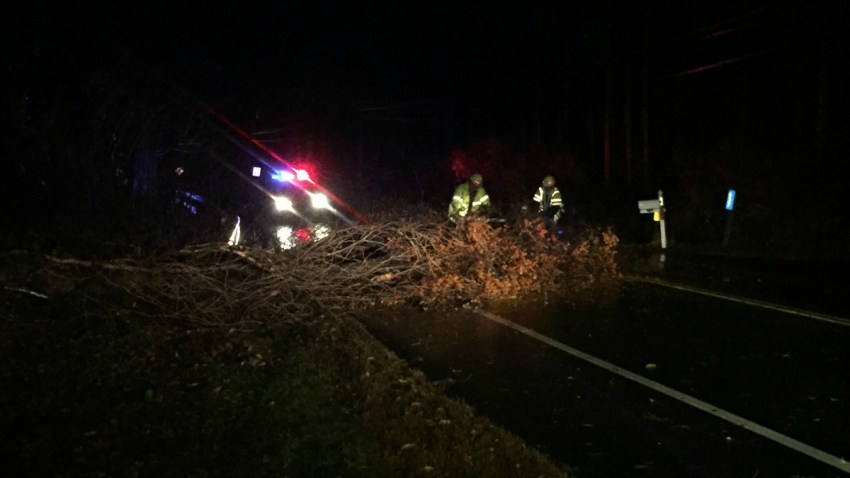Tree down in Hebron