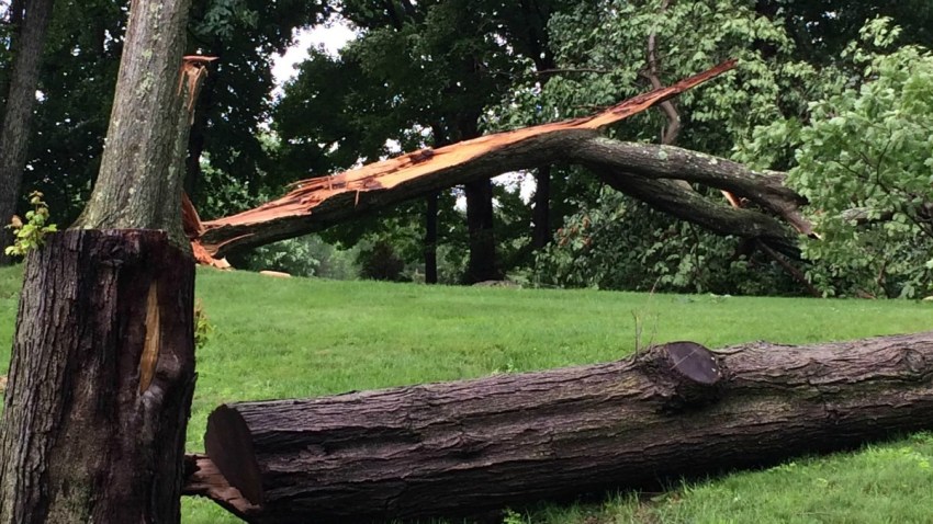 Tree down in Ridgefield 1200