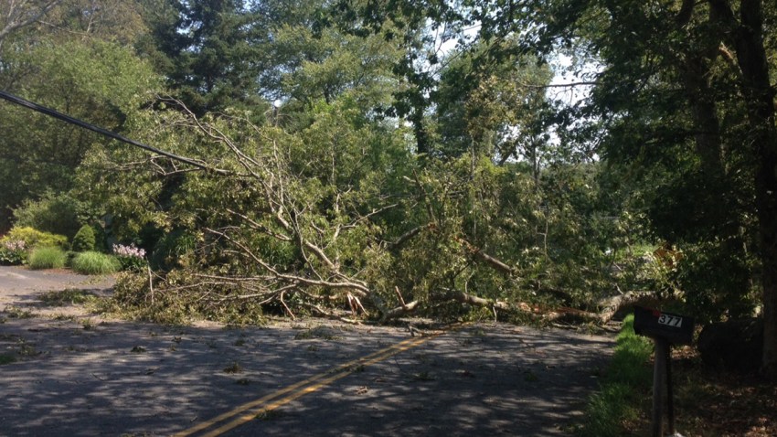 Trees down in Stonington 1200
