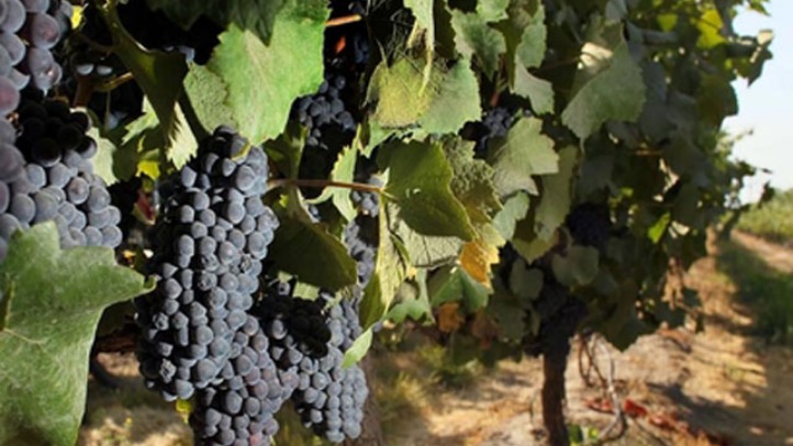 Vineyard