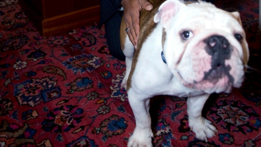 Yale Mascot Handsome Dan Xvii Has Died Yale Athletics Nbc Connecticut Yale Mascot Handsome Dan Xvii Has Died Yale Athletics Nbc Connecticut