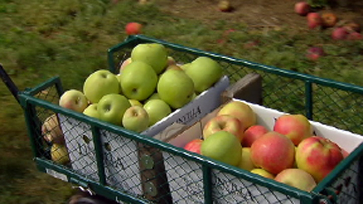 apple_crop_pa