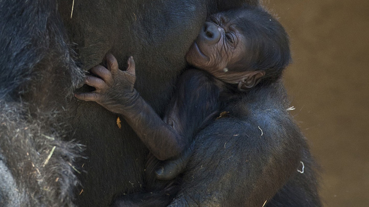 babygorillamom1
