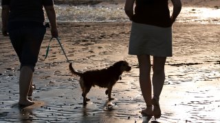 Back lit portrait of two women walking a cute borkie dog at the beach.