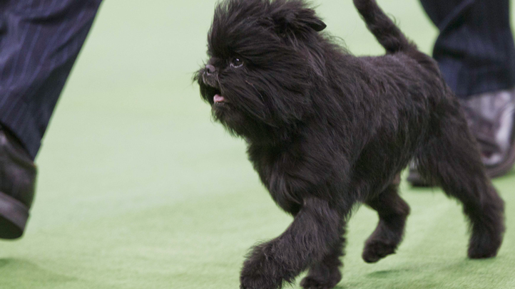 Westminster Kennel Club Dog Show