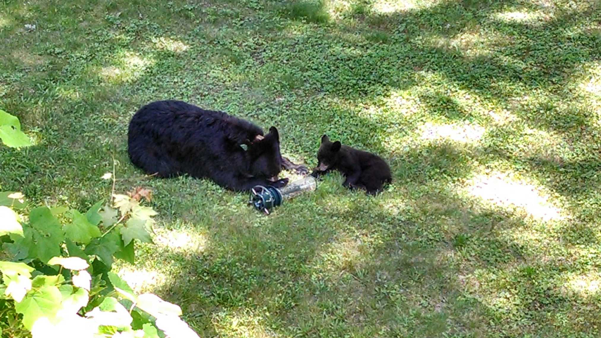 VIDEO: Bear pair plays in Avon woman's front yard