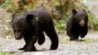 Connecticut's Bear Cub Controversy