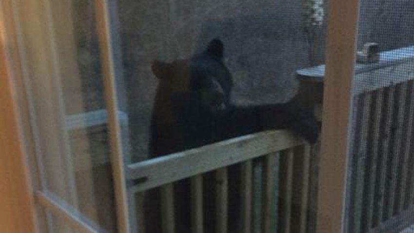 Bear Spotted On Porch In Watertown Nbc Connecticut 7732