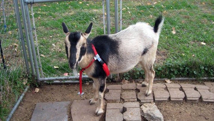 benny the goat