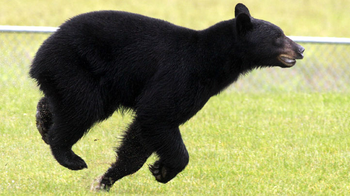 Bear School