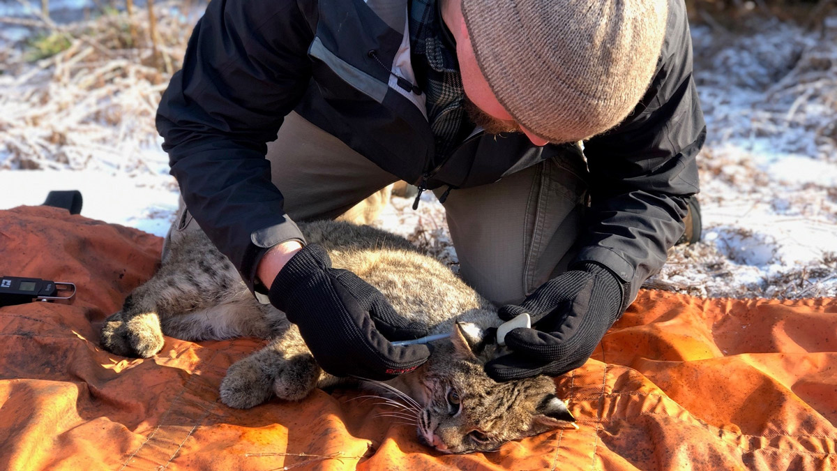 Connecticut’s Bobcat Population Flourishing – NBC Connecticut