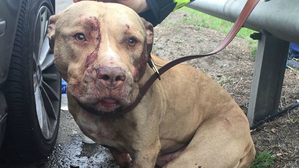 Dog Hit by Car on I95 Needs Surgery for Broken Pelvis