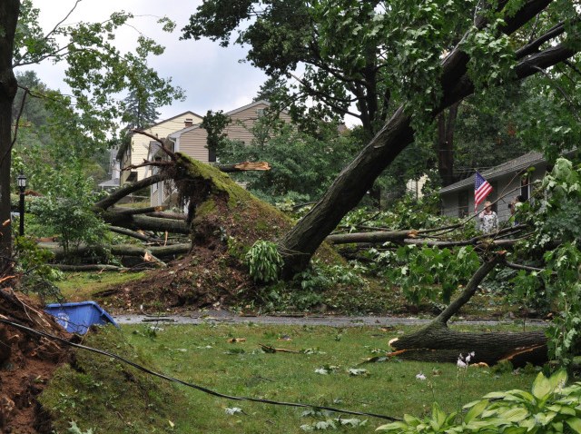 bristol trees down2