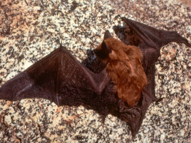 brownbats