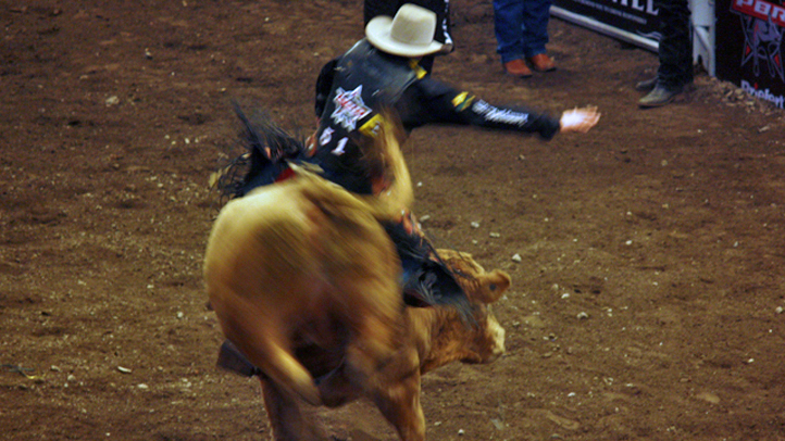 bull-rider