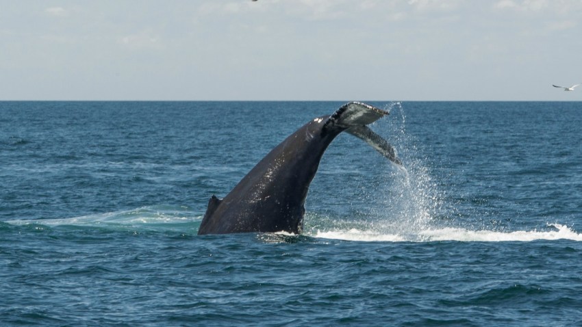 charlesmorganwhaleEDIT