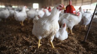 Chickens gather around a feeder on a farm