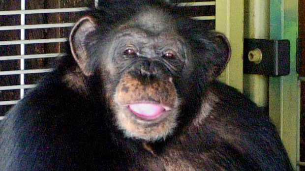 chimpanzee face camofauge