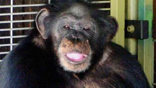 Chimpanzee Attack