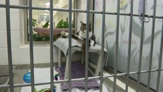 clear the shelters 2019 cat in cage