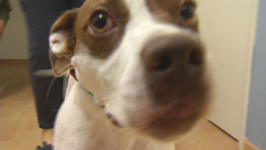 clear the shelters pack leaders rescue