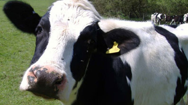 cow 722_edited-1